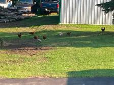 Laying Hens For Sale - Photo 2
