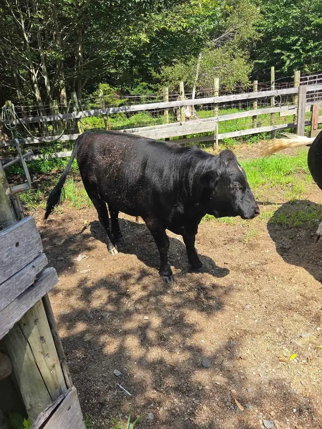 young bull for sale