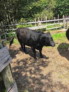 young bull for sale