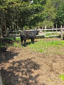 young bull for sale - Photo 2