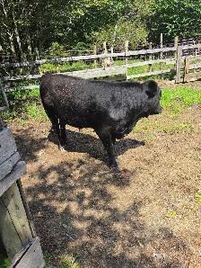 young bull for sale - Photo 3