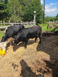 young bull for sale - Photo 4