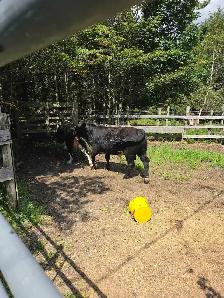young bull for sale - Photo 5