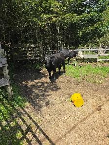 young bull for sale - Photo 6