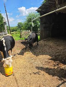 young bull for sale - Photo 7
