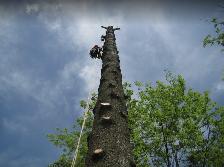 Hiring: Climbing Arborist Apprentice / Tree Climber – Full-Time - Photo 2