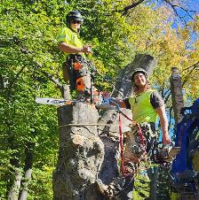 Hiring: Climbing Arborist Apprentice / Tree Climber – Full-Time - Photo 3