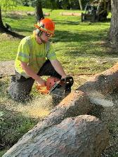 Hiring: Climbing Arborist Apprentice / Tree Climber – Full-Time - Photo 5
