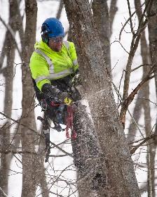 Hiring: Climbing Arborist Apprentice / Tree Climber – Full-Time - Photo 8