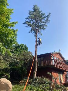 Hiring: Climbing Arborist Apprentice / Tree Climber – Full-Time - Photo 9