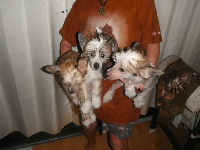 E       Chinese Crested Puppies