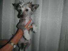 E       Chinese Crested Puppies - Photo 3