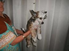 E       Chinese Crested Puppies - Photo 4
