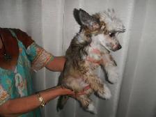 E       Chinese Crested Puppies - Photo 5