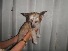 E       Chinese Crested Puppies - Photo 6