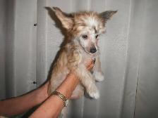 E       Chinese Crested Puppies - Photo 7