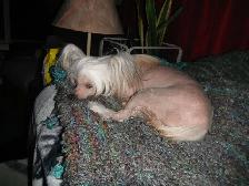 E       Chinese Crested Puppies - Photo 8