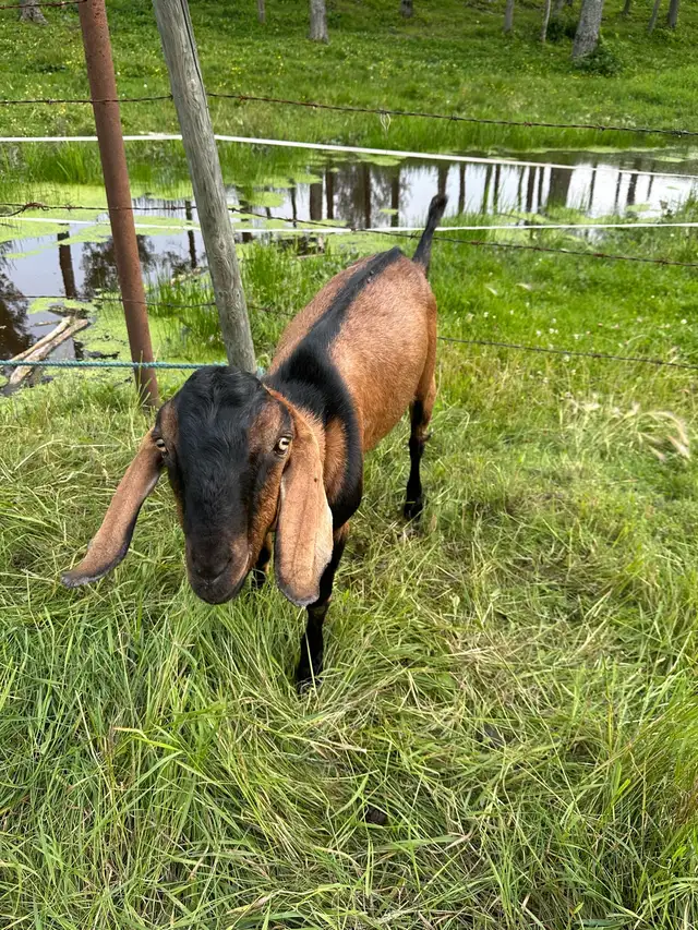 Goat - Breeding Buck