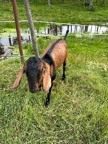Goat - Breeding Buck