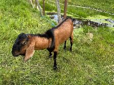 Goat - Breeding Buck - Photo 2
