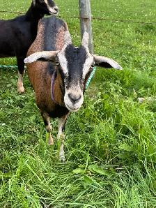 Goat - Breeding Buck - Photo 4