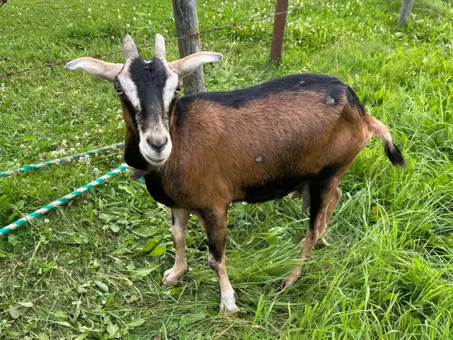 Milking Goat