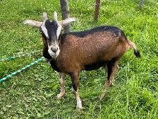 Milking Goat