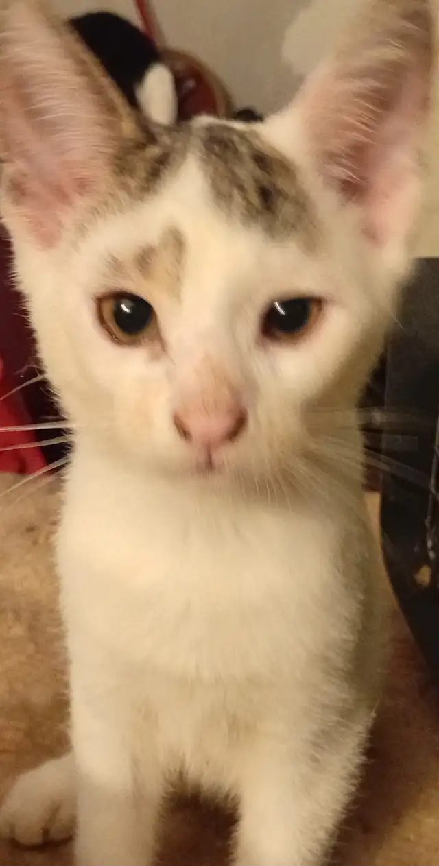 KITTENS,LOWEST PRICE! 8 &12 WKS. RARE.ONLY $40. HEART FACE $85.