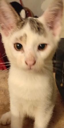 KITTENS,LOWEST PRICE! 8 &12 WKS. RARE.ONLY $40. HEART FACE $85.