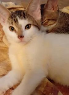 KITTENS,LOWEST PRICE! 8 &12 WKS. RARE.ONLY $40. HEART FACE $85. - Photo 2