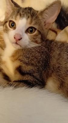 KITTENS,LOWEST PRICE! 8 &12 WKS. RARE.ONLY $40. HEART FACE $85. - Photo 3