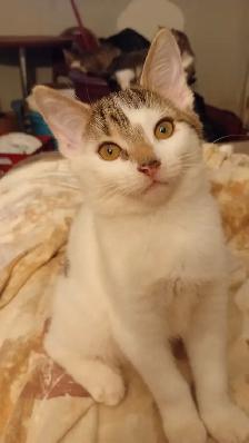 KITTENS,LOWEST PRICE! 8 &12 WKS. RARE.ONLY $40. HEART FACE $85. - Photo 4