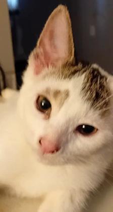 KITTENS,LOWEST PRICE! 8 &12 WKS. RARE.ONLY $40. HEART FACE $85. - Photo 5