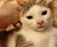 KITTENS,LOWEST PRICE! 8 &12 WKS. RARE.ONLY $40. HEART FACE $85. - Photo 6