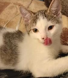 KITTENS,LOWEST PRICE! 8 &12 WKS. RARE.ONLY $40. HEART FACE $85. - Photo 7