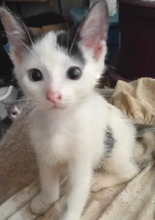 KITTENS,LOWEST PRICE! 8 &12 WKS. RARE.ONLY $40. HEART FACE $85. - Photo 8