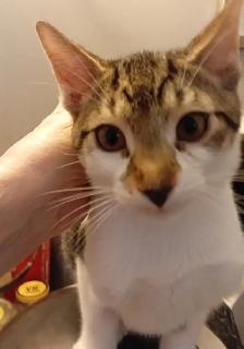 KITTENS,LOWEST PRICE! 8 &12 WKS. RARE.ONLY $40. HEART FACE $85. - Photo 9