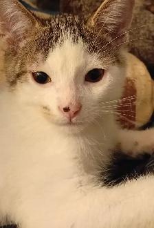 KITTENS,LOWEST PRICE! 8 &12 WKS. RARE.ONLY $40. HEART FACE $85. - Photo 10