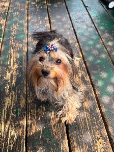 Yorkshire a adopter - Photo 2
