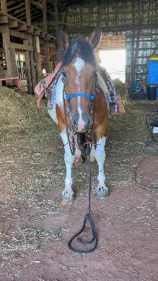 four year-old spotted draft horse