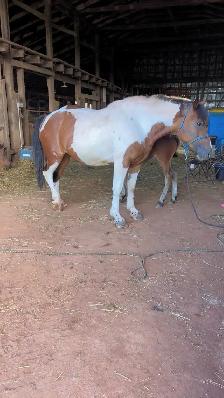 four year-old spotted draft horse - Photo 2