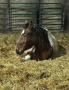 four year-old spotted draft horse - Photo 3