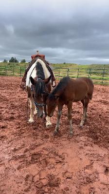 four year-old spotted draft horse - Photo 4