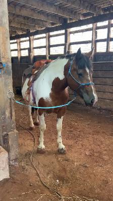 four year-old spotted draft horse - Photo 5