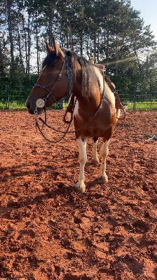 four year-old spotted draft horse - Photo 6