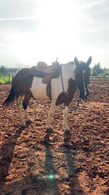 four year-old spotted draft horse - Photo 7