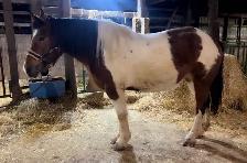 four year-old spotted draft horse - Photo 8