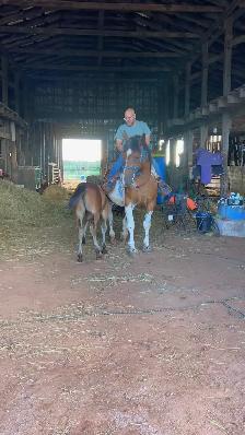 four year-old spotted draft horse - Photo 9