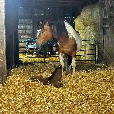 four year-old spotted draft horse - Photo 10