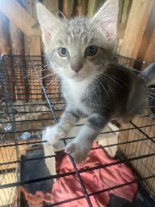 Male kitten